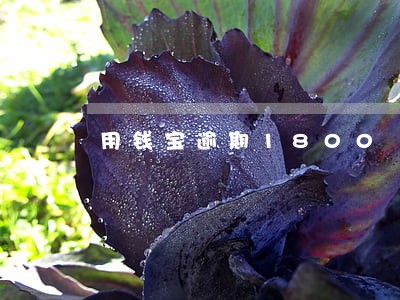 用钱宝逾期1800 用钱宝逾期1800
