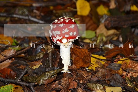 用钱宝逾期2月还能再借不 用钱宝逾期2月还能再借不