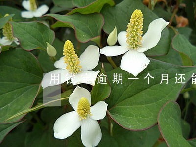 用钱宝逾期一个月还能再借