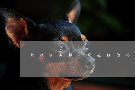 用钱宝逾期一周还能借吗 用钱宝逾期一周还能借吗