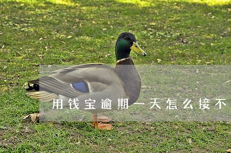 用钱宝逾期一天怎么接不了了 用钱宝逾期一天怎么接不了了