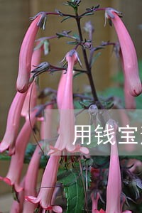 用钱宝逾期一天怎么还款