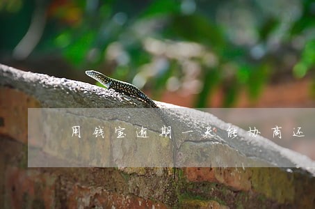 用钱宝逾期一天能协商还本金么