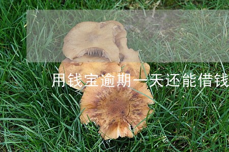 用钱宝逾期一天还能借钱吗