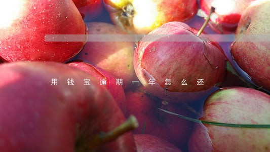 用钱宝逾期一年怎么还 用钱宝逾期一年怎么还