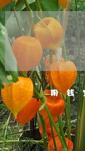 用钱宝逾期一次就不给