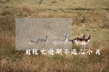 用钱宝逾期不还几个月 用钱宝逾期不还几个月