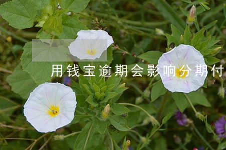 用钱宝逾期会影响分期付款吗 用钱宝逾期会影响分期付款吗