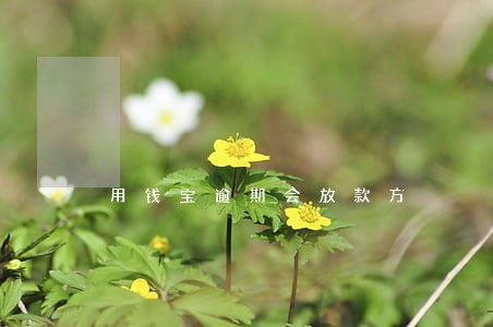 用钱宝逾期会放款方 用钱宝逾期会放款方