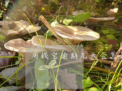用钱宝逾期几天会怎么样 用钱宝逾期几天会怎么样