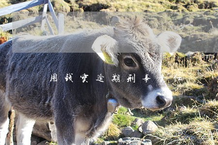 用钱宝逾期刑事责任 用钱宝逾期刑事责任
