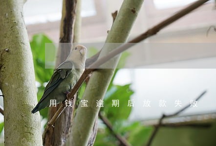 用钱宝逾期后放款失败 用钱宝逾期后放款失败
