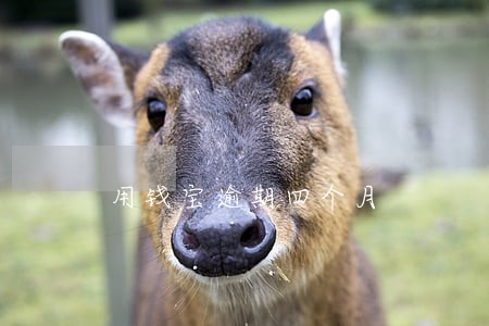 用钱宝逾期四个月 用钱宝逾期四个月