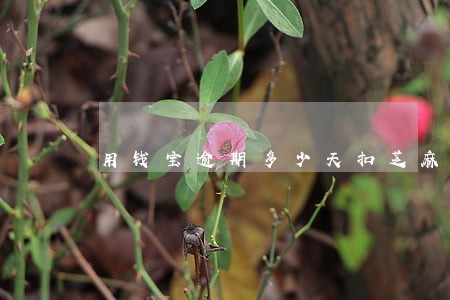 用钱宝逾期多少天扣芝麻分 用钱宝逾期多少天扣芝麻分