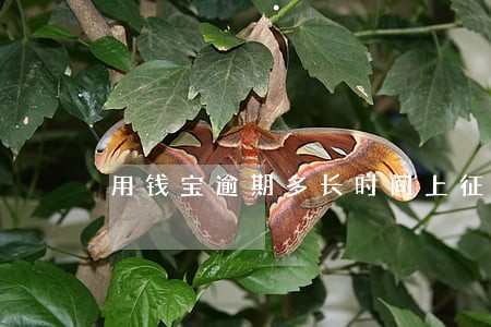 用钱宝逾期多长时间上征信 用钱宝逾期多长时间上征信