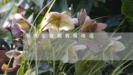用钱宝逾期客服电话 用钱宝逾期客服电话