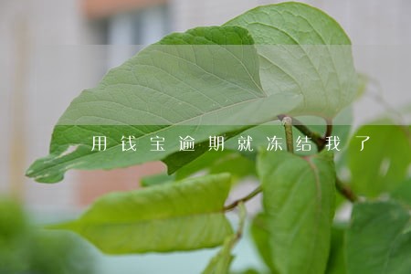 用钱宝逾期就冻结我了