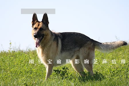 用钱宝逾期影响芝麻信用分吗 用钱宝逾期影响芝麻信用分吗