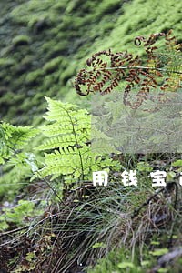 用钱宝逾期影响花呗吗
