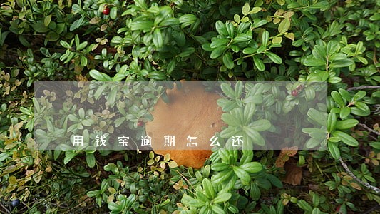 用钱宝逾期怎么还 用钱宝逾期怎么还