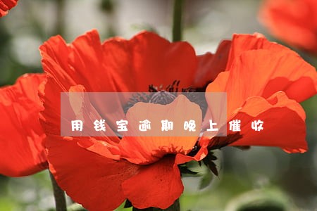 用钱宝逾期晚上催收 用钱宝逾期晚上催收