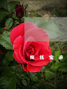 用钱宝逾期每天利息 用钱宝逾期每天利息