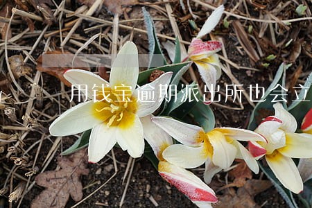 用钱宝逾期派出所也会立案的吗 用钱宝逾期派出所也会立案的吗