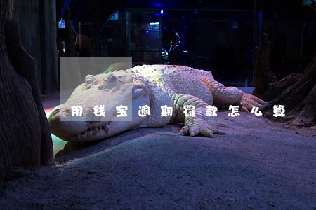 用钱宝逾期罚款怎么算 用钱宝逾期罚款怎么算