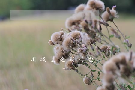 用钱宝逾期罚金 用钱宝逾期罚金