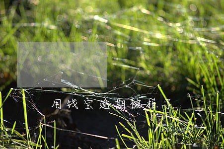用钱宝逾期被拒了 用钱宝逾期被拒了