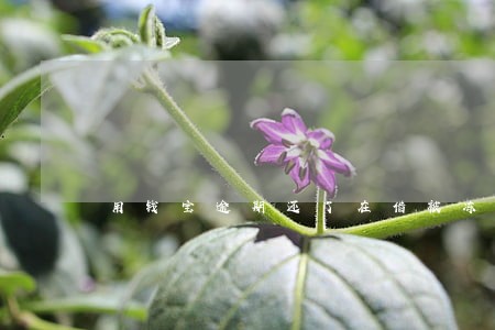用钱宝逾期还了在借被冻结