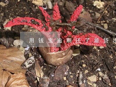 用钱宝逾期还了能贷出来吗