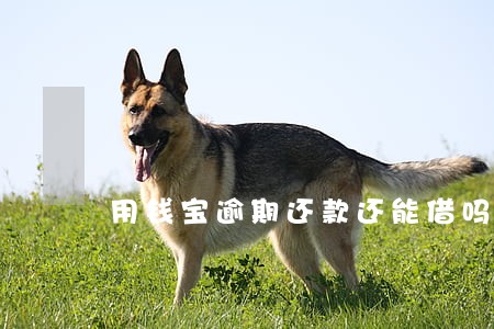 用钱宝逾期还款还能借吗