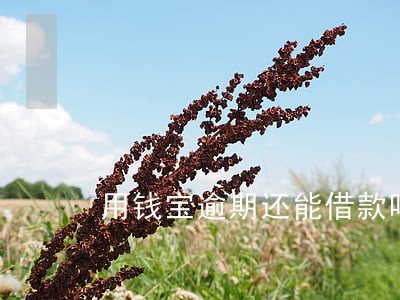 用钱宝逾期还能借款吗
