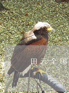 田云全国模范司法所所长 田云全国模范司法所所长