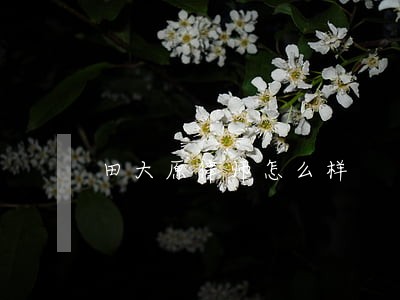 田大原律师怎么样 田大原律师怎么样