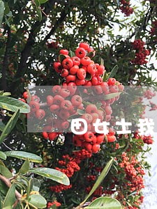 田女士我的浦发信用卡逾期 田女士我的浦发信用卡逾期