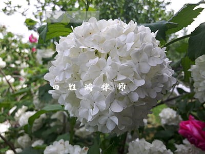 田雅鸿律师