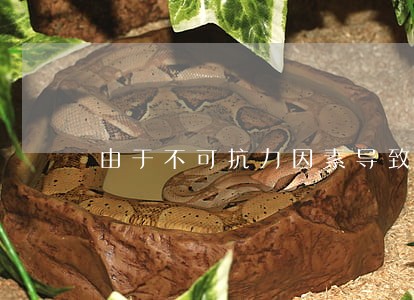 由于不可抗力因素导致的逾期 由于不可抗力因素导致的逾期