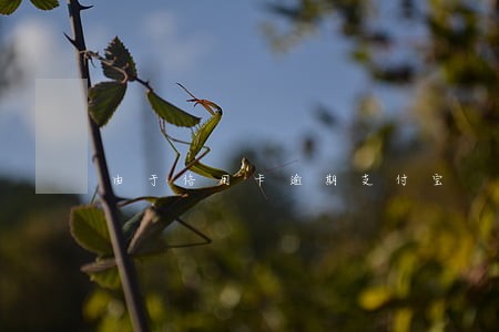 由于信用卡逾期支付宝 由于信用卡逾期支付宝