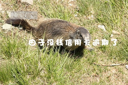 由于没钱信用卡逾期了 由于没钱信用卡逾期了