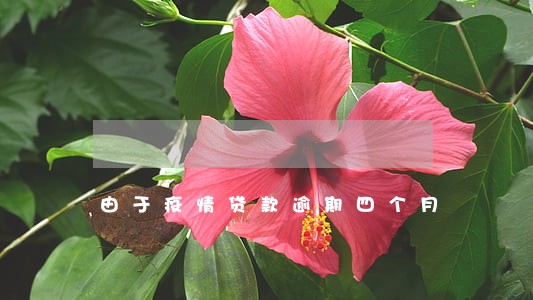 由于疫情贷款逾期四个月 由于疫情贷款逾期四个月