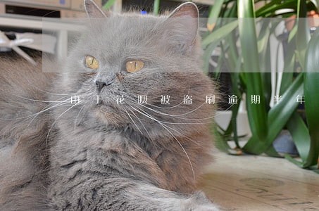 由于花呗被盗刷逾期半年 由于花呗被盗刷逾期半年