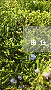 由住房公积金放款推迟导致的逾期 由住房公积金放款推迟导致的逾期