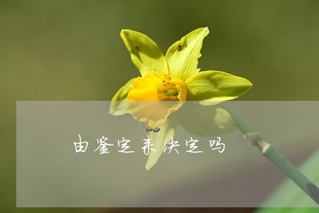 由鉴定来决定吗 由鉴定来决定吗