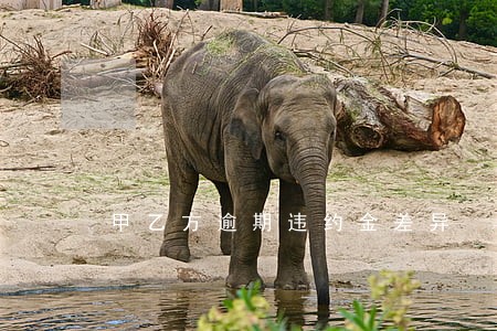 甲乙方逾期违约金差异