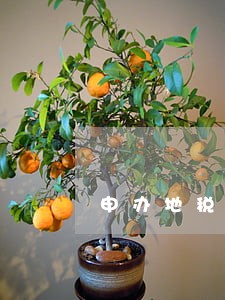 申办地税逾期罚款 申办地税逾期罚款
