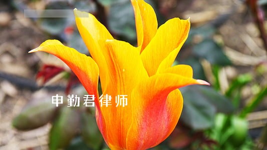 申勤君律师 申勤君律师
