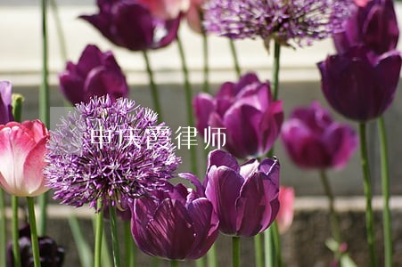 申庆霞律师