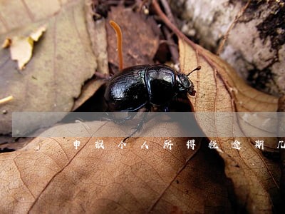 申报个人所得税逾期几天 申报个人所得税逾期几天